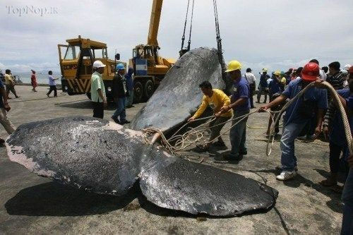 2 دفن وال غولپیکر در دانشکده علوم دریایی فیلیپین+عکس