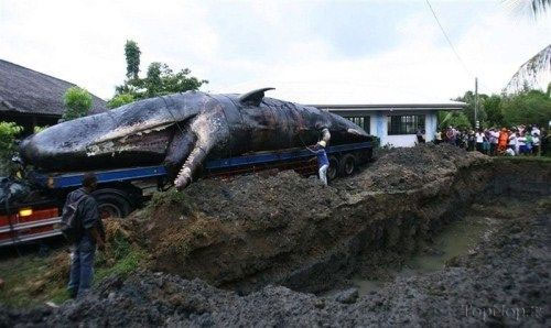 4 دفن وال غولپیکر در دانشکده علوم دریایی فیلیپین+عکس