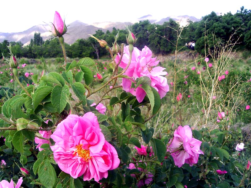 جلوگیری از آلزایمر و پارکینسون با گل محمدی +عکس 2 - جلوگیری از آلزایمر و -gol mohamadi پارکینسون