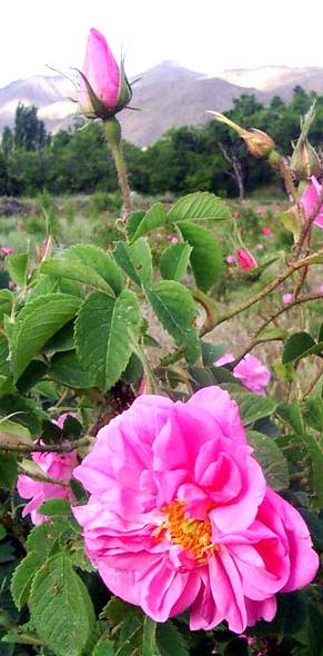 جلوگیری از آلزایمر و پارکینسون با گل محمدی +عکس 4 گل محمدی - gol