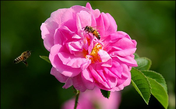 جلوگیری از آلزایمر و پارکینسون با گل محمدی +عکس 5 گل محمدی - goll