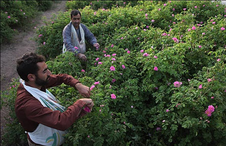 جلوگیری از آلزایمر و پارکینسون با گل محمدی +عکس 3 گل محمدی - golll