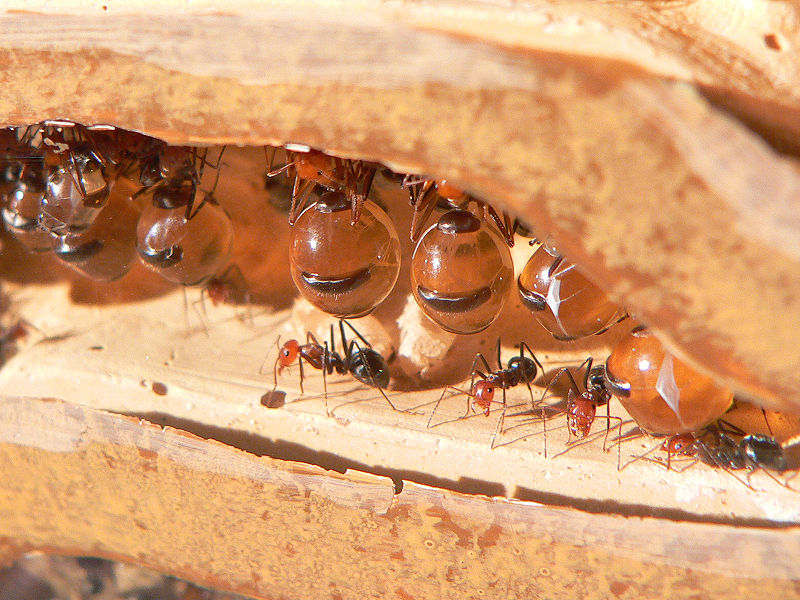 800px-HoneyAnt