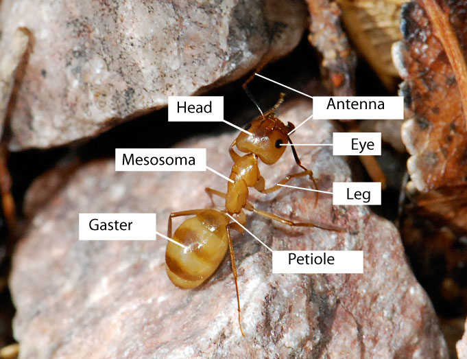 ant-antomy-basic