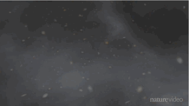 ۱۳ میلیارد سال تکامل هستی در ۴ دقیقه +عکس و فیلم 2 universe