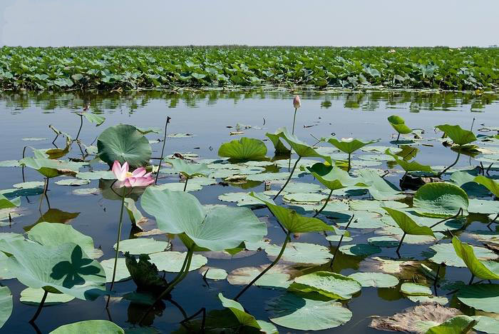 وضعیت قرمز این روزهای تالاب بندر انزلی + عکس 4 تالاب زیبای ساحلی بندر انزلی