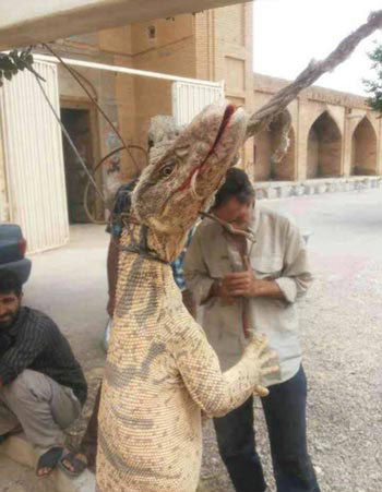 به دار آویختن یک بزمجه در شهرستان برخوار و میمه + عکس 2 به دار آویختن یک بزمجه بیابانی در جهادآباد شهرستان برخوار و میمه