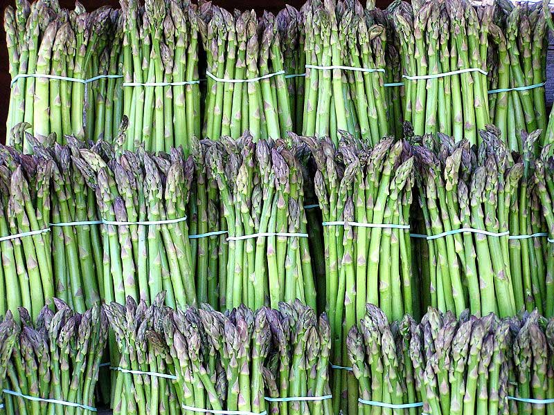 خواص و فایده های درمانی گیاه مارچوبه + عکس 6 خواص درمانی مارچوبه