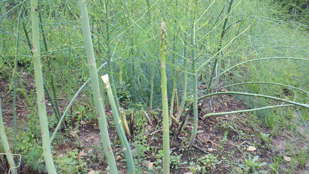 خواص و فایده های درمانی گیاه مارچوبه + عکس 2 خواص درمانی مارچوبه
