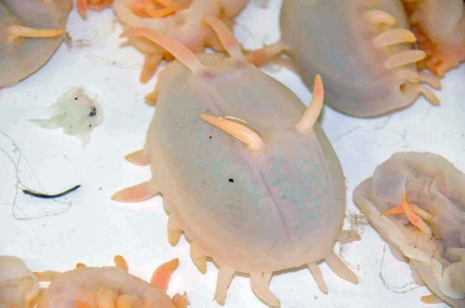 زشتترین و عجیب ترین موجود آبی جهان را اینجا ببینید+عکس 7 زشتترین و عجیب ترین موجود آبی جهان