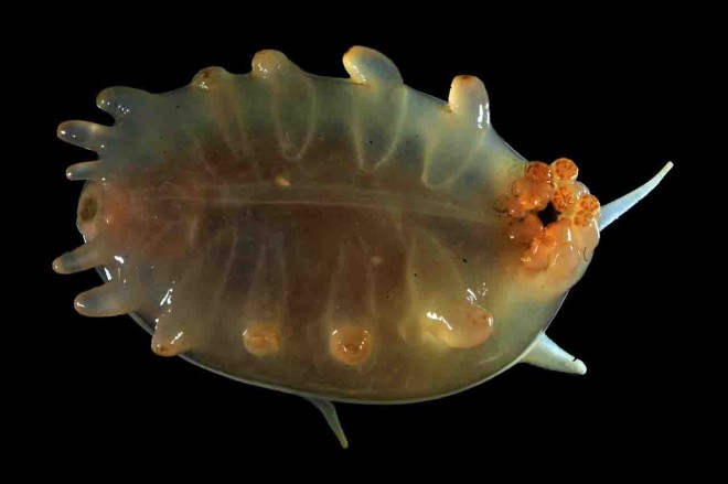 زشتترین و عجیب ترین موجود آبی جهان را اینجا ببینید+عکس 6 زشتترین و عجیب ترین موجود آبی جهان