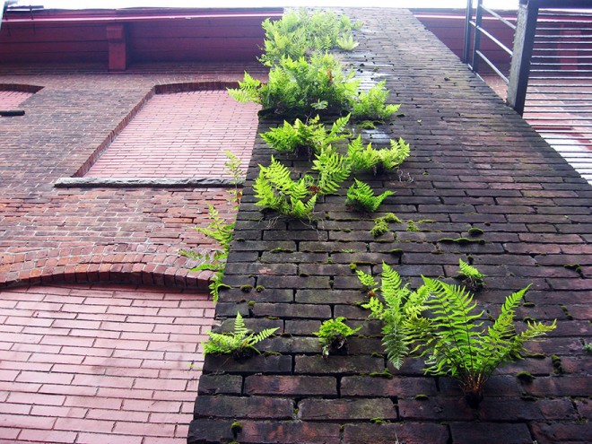 رشد و نمو جالب گل ها و گیاهان لطیف در دل مصالح سخت و خشن