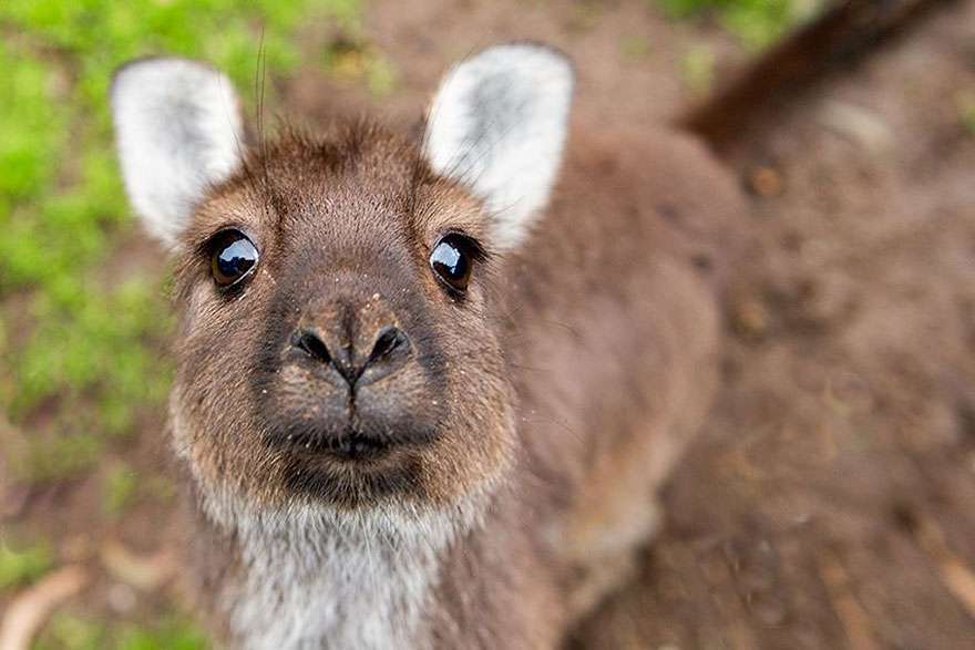 طبيعت زيبا و دست نخورده ي كشور استراليا