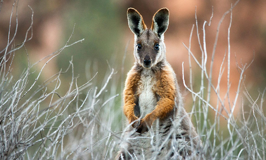 طبيعت زيبا و دست نخورده ي كشور استراليا