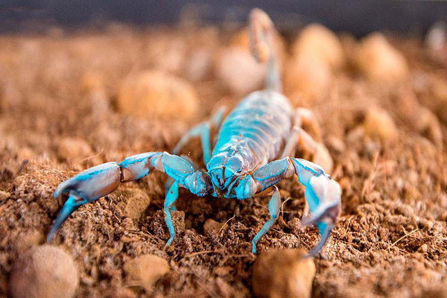 طبيعت زيبا و دست نخورده ي كشور استراليا