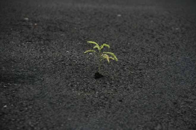 رشد و نمو جالب گل ها و گیاهان لطیف در دل مصالح سخت و خشن