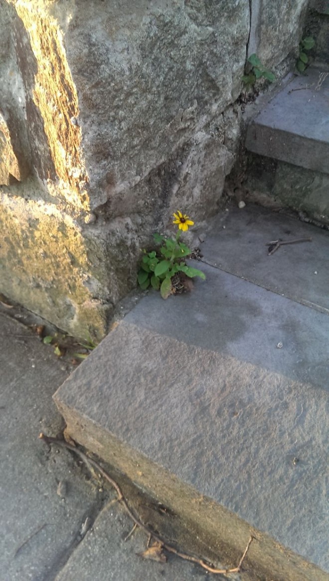 رشد و نمو جالب گل ها و گیاهان لطیف در دل مصالح سخت و خشن