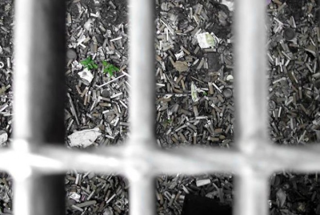 رشد و نمو جالب گل ها و گیاهان لطیف در دل مصالح سخت و خشن