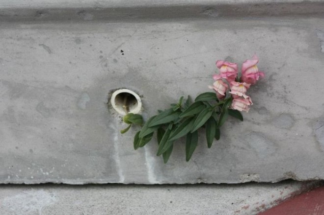 رشد و نمو جالب گل ها و گیاهان لطیف در دل مصالح سخت و خشن