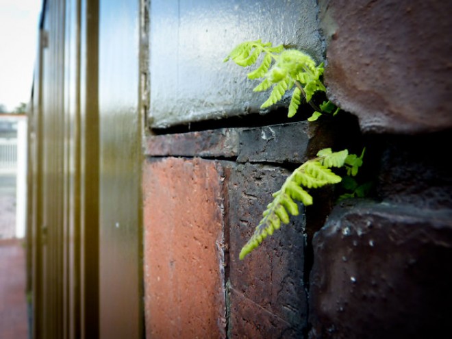 رشد و نمو جالب گل ها و گیاهان لطیف در دل مصالح سخت و خشن