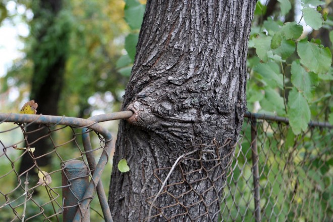 رشد و نمو جالب گل ها و گیاهان لطیف در دل مصالح سخت و خشن
