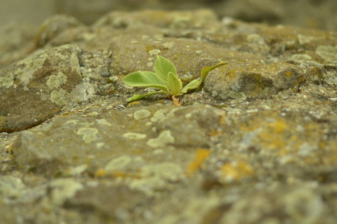 رشد و نمو جالب گل ها و گیاهان لطیف در دل مصالح سخت و خشن