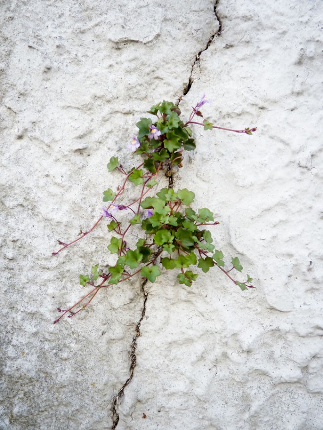 رشد و نمو جالب گل ها و گیاهان لطیف در دل مصالح سخت و خشن