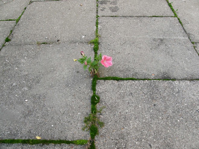 رشد و نمو جالب گل ها و گیاهان لطیف در دل مصالح سخت و خشن