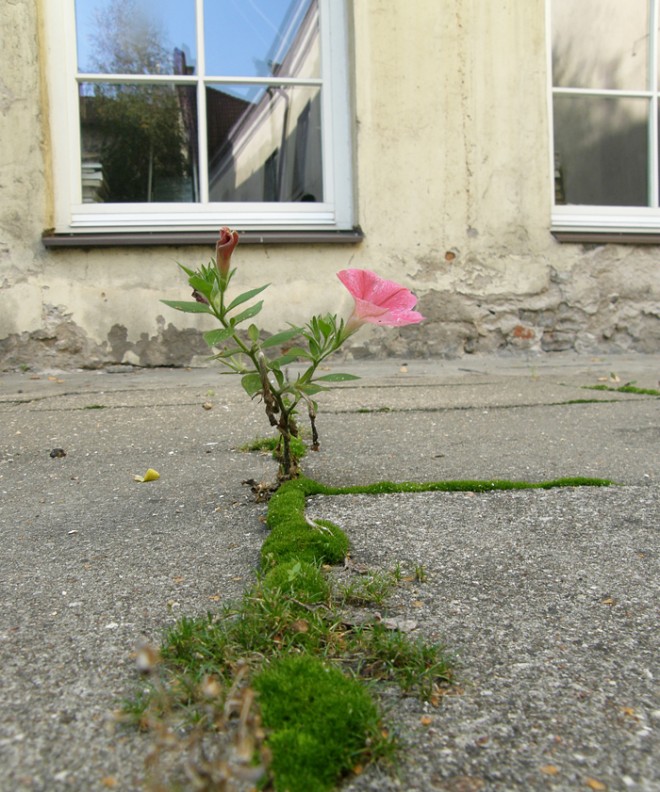 رشد و نمو جالب گل ها و گیاهان لطیف در دل مصالح سخت و خشن