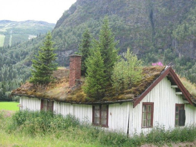 رشد و نمو جالب گل ها و گیاهان لطیف در دل مصالح سخت و خشن