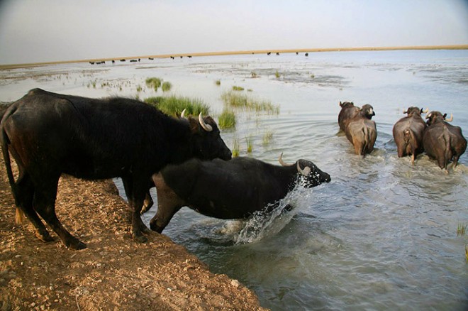سفری به طبیعت زیبای تالاب شادگان «ونیز دیدنی ایران» + عکس 20 تالاب شادگان