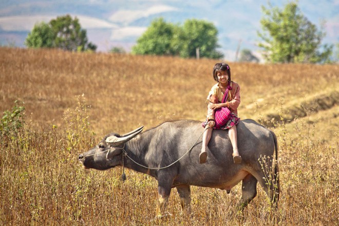 وحشتناک ترین مسیرهای دنیا برای رسیدن به مدرسه + عکس 21 طی مسیر مدرسه توسط دانش آموزان میانماری با گاو