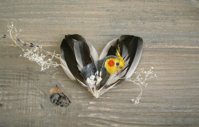 نقاشی خلاقانه بر روی پر پرندگان