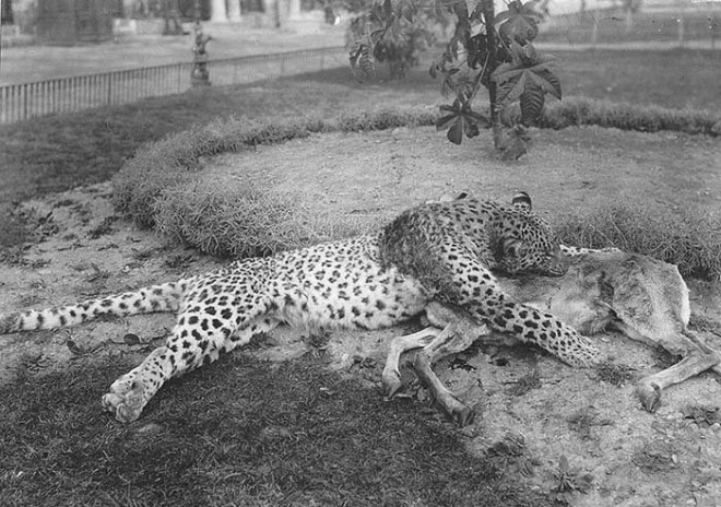 شکار آهو و یوزپلنگ ایرانی توسط مظفرالدین شاه
