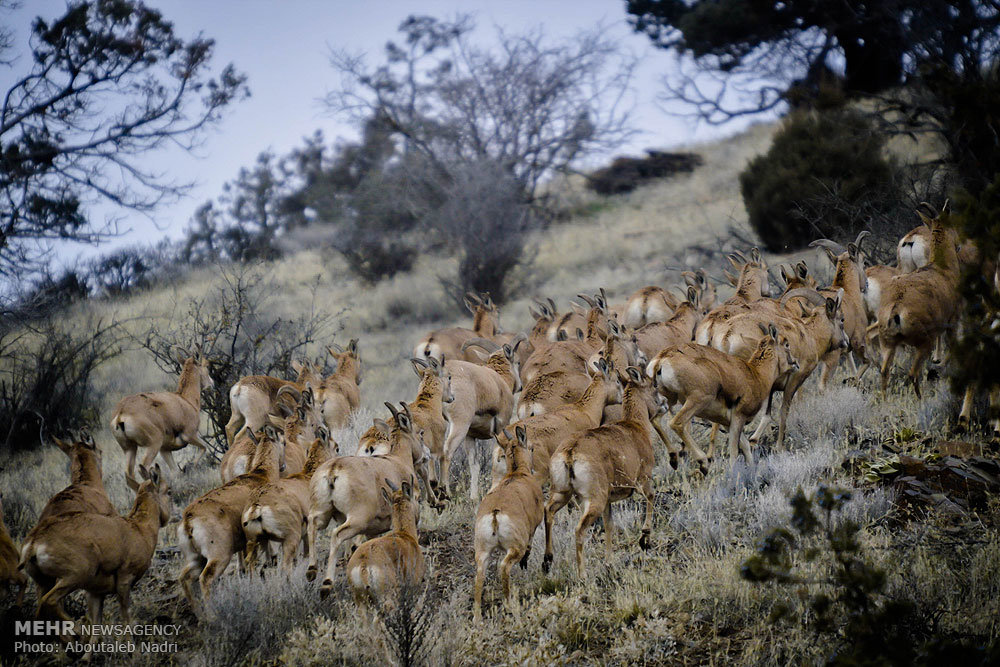  دستگیری شکارچیان غیر مجاز پارک ملی گلستان