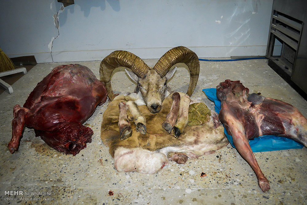  دستگیری شکارچیان غیر مجاز پارک ملی گلستان