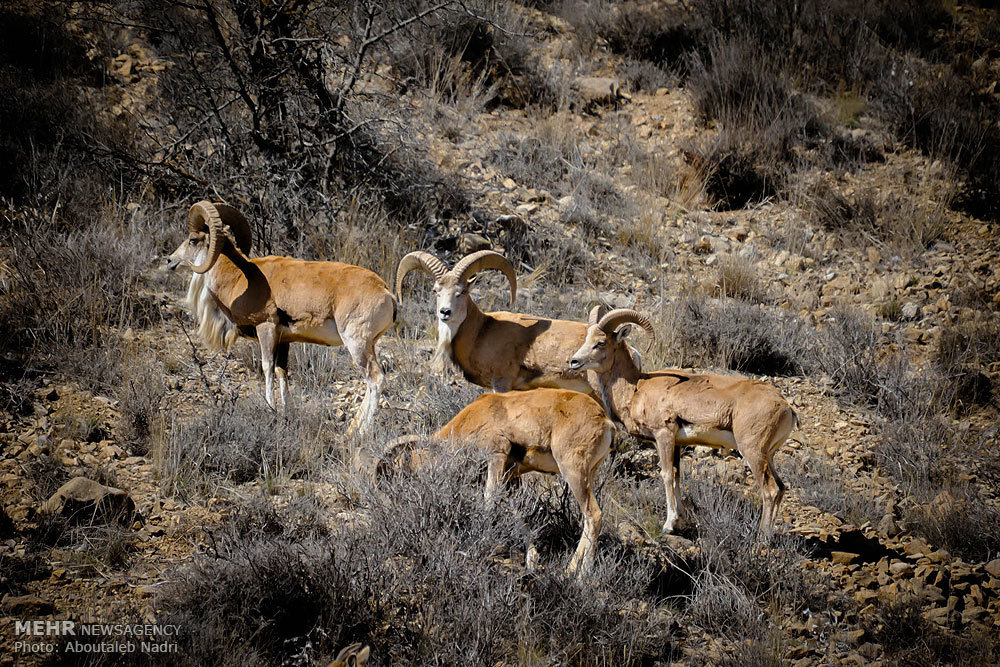  دستگیری شکارچیان غیر مجاز پارک ملی گلستان