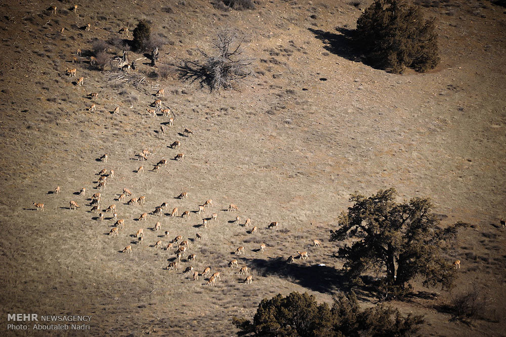 دستگیری شکارچیان غیر مجاز پارک ملی گلستان
