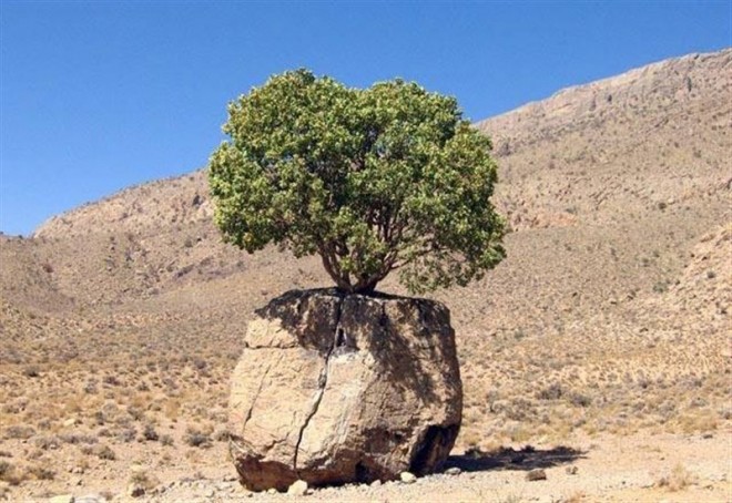 مروارید سبز ارسنجان ، عجیب ترین درخت ایران + عکس 6 مروارید سبز ارسنجان ، عجیب ترین درخت ایران
