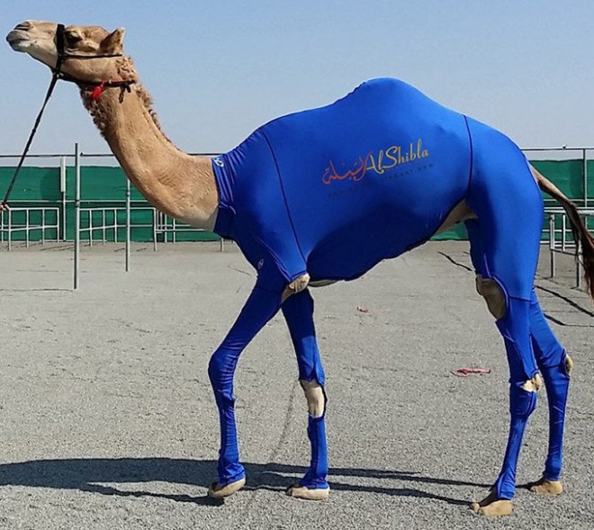Compression-Suits-for-Camels