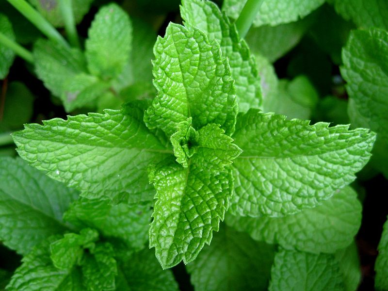 خواص و معجزه درمانی 7 ادویه خوش طعم + عکس 8 خواص نعناع