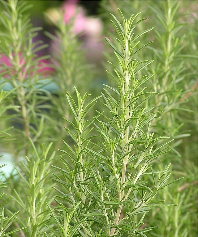 خواص و معجزه درمانی 7 ادویه خوش طعم + عکس 4 خواص رزماری