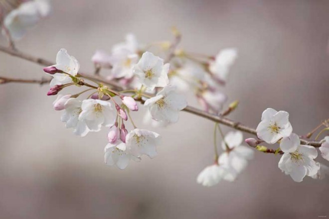 باز کن پنجره ها را ای دوست،بهار پشت دروازه شهر است + عکس 6 10144_1