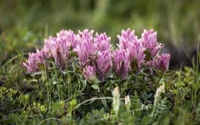 باز کن پنجره ها را ای دوست،بهار پشت دروازه شهر است + عکس 47 13272_2