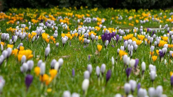 باز کن پنجره ها را ای دوست،بهار پشت دروازه شهر است + عکس 39 14549_2