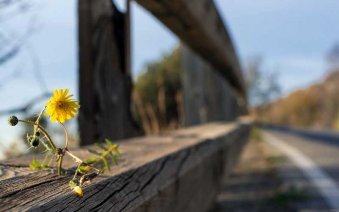 باز کن پنجره ها را ای دوست،بهار پشت دروازه شهر است + عکس 32 14619_2