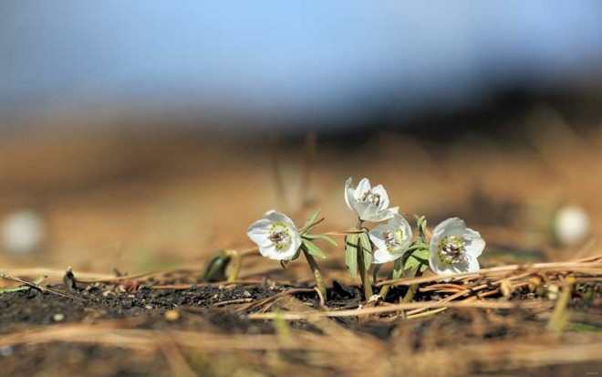 باز کن پنجره ها را ای دوست،بهار پشت دروازه شهر است + عکس 29 14752_t
