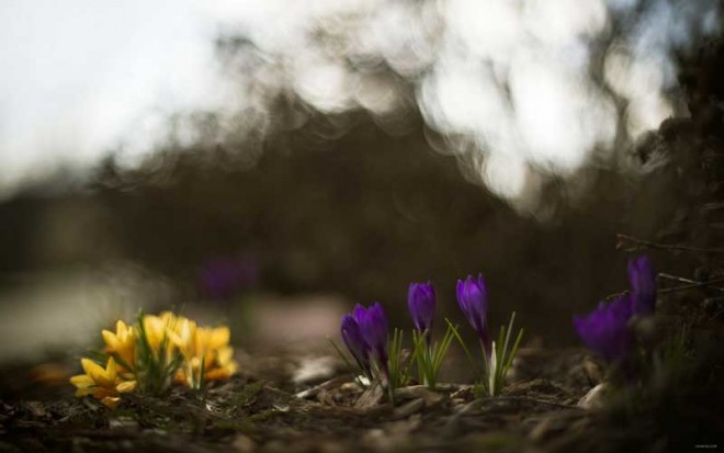 باز کن پنجره ها را ای دوست،بهار پشت دروازه شهر است + عکس 28 14844_p