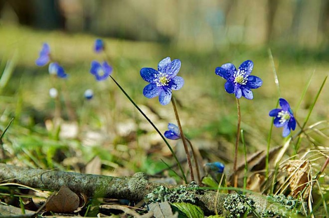 باز کن پنجره ها را ای دوست،بهار پشت دروازه شهر است + عکس 25 14876_l