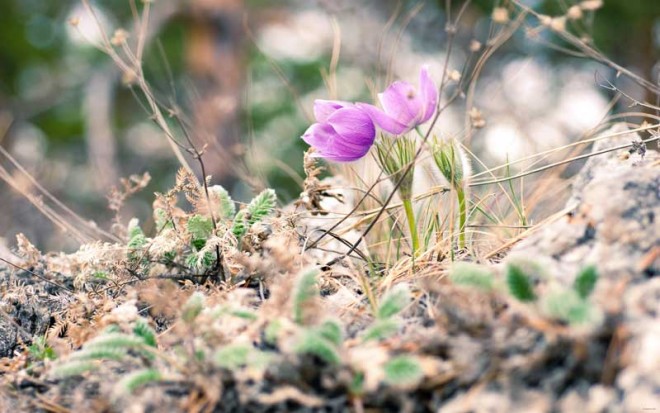 باز کن پنجره ها را ای دوست،بهار پشت دروازه شهر است + عکس 26 14939_c